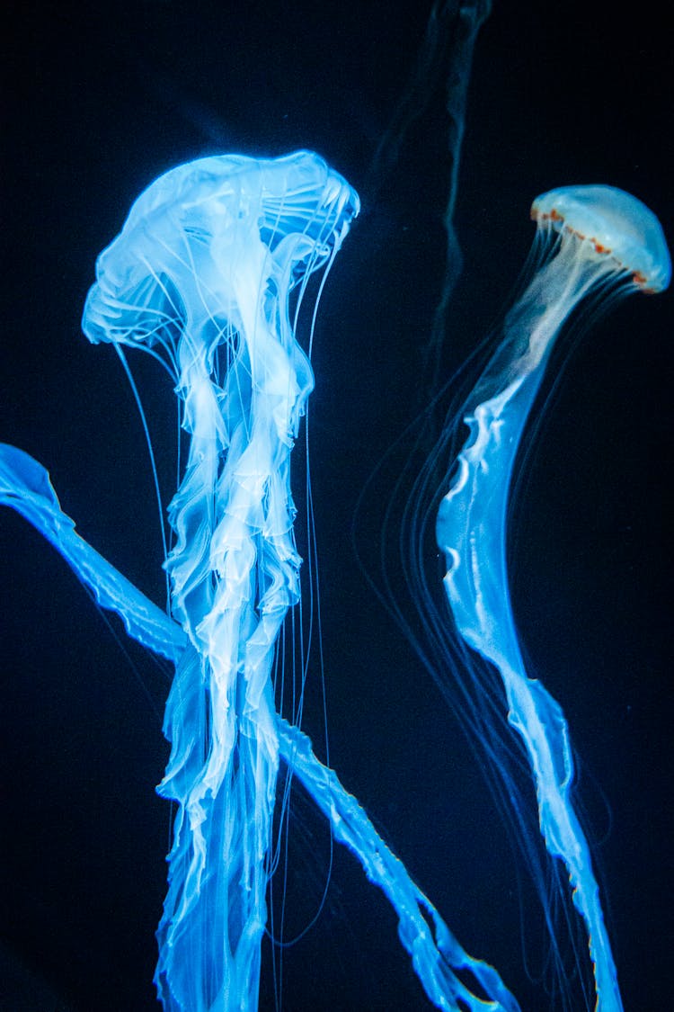 Jellyfish Swimming In Dark Ocean