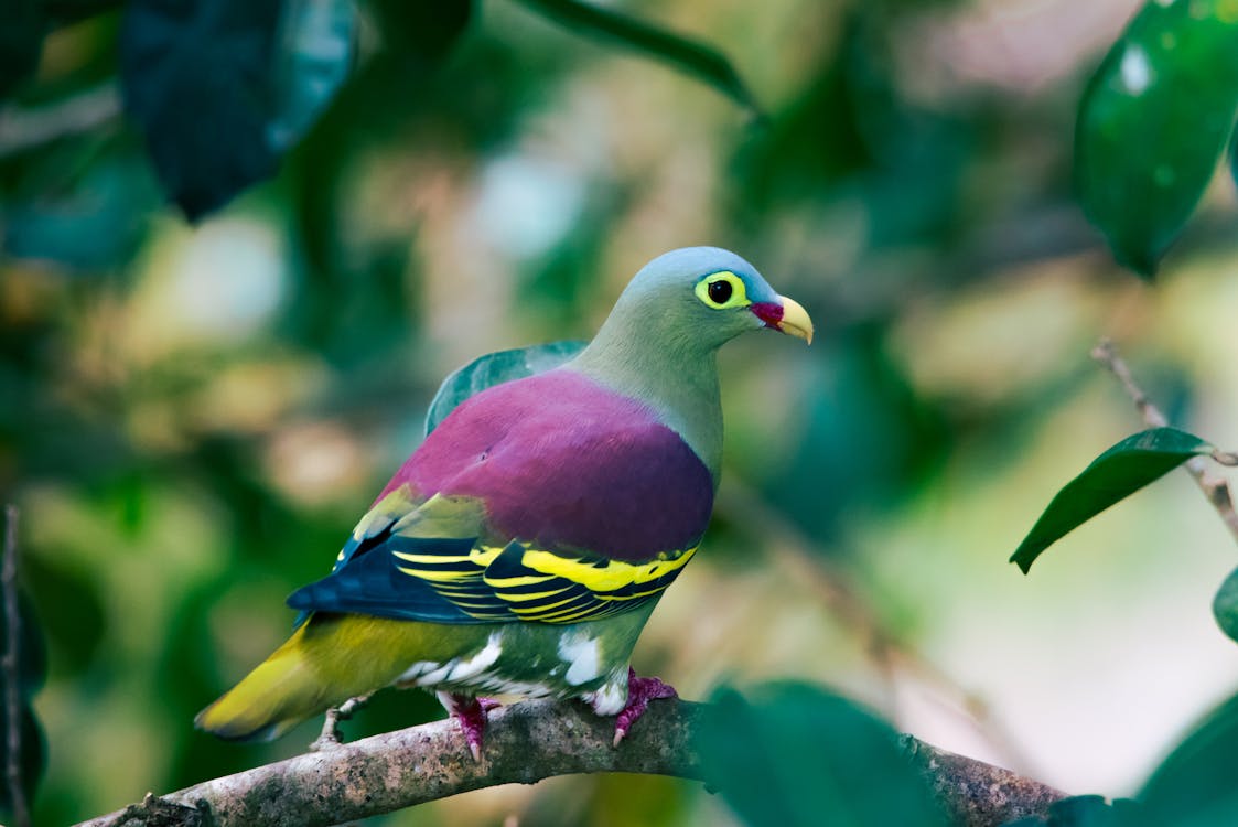 Multicoloured Pigeon Perching on a Branch