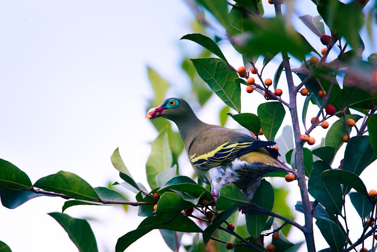 Bird Perched On A Plant