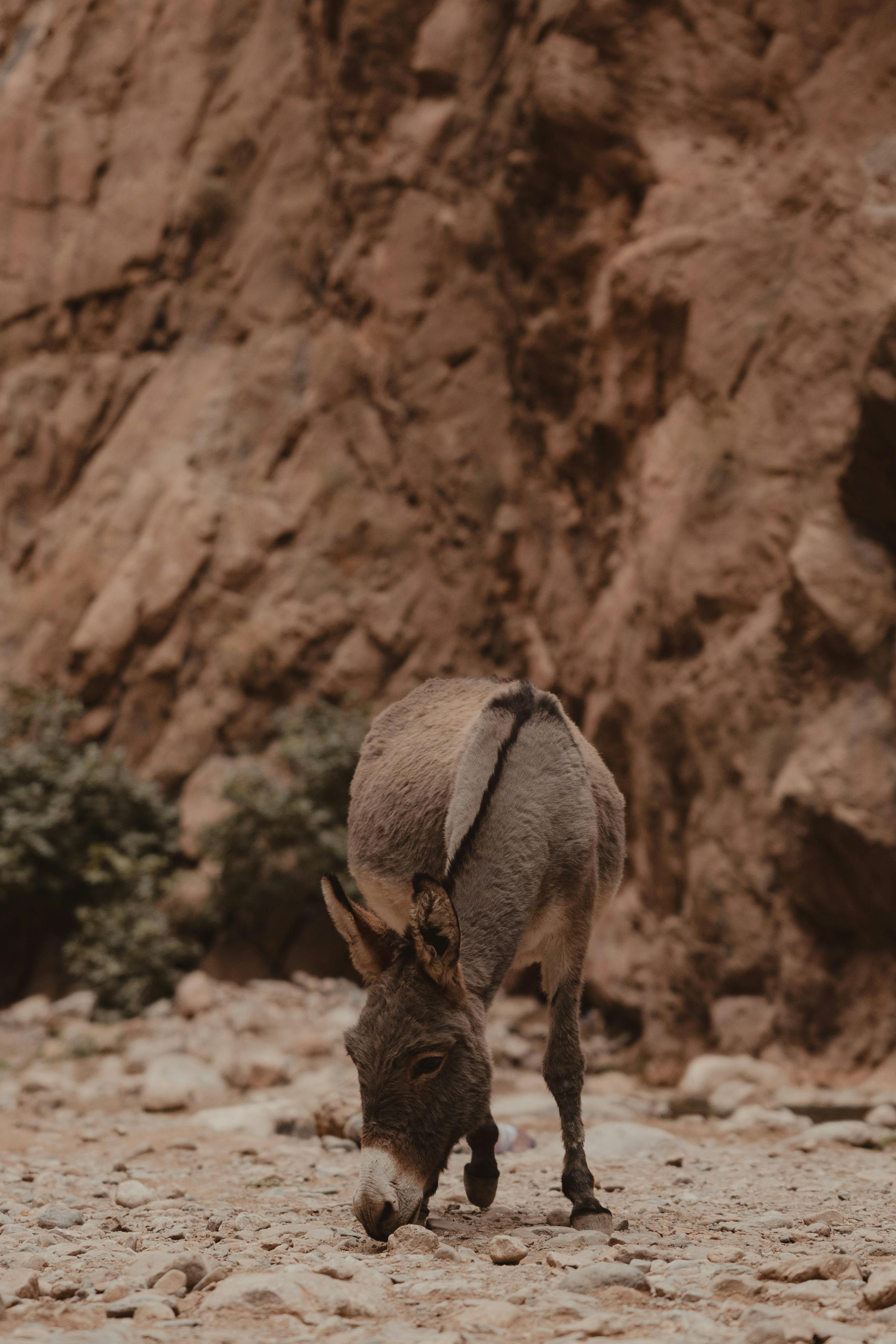 A solitary donkey casually grazes amidst rocky desert terrain, blending with the earthy surroundings.