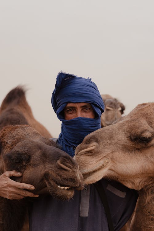 Ilmainen kuvapankkikuva tunnisteilla eläimet, huivi, kamelit
