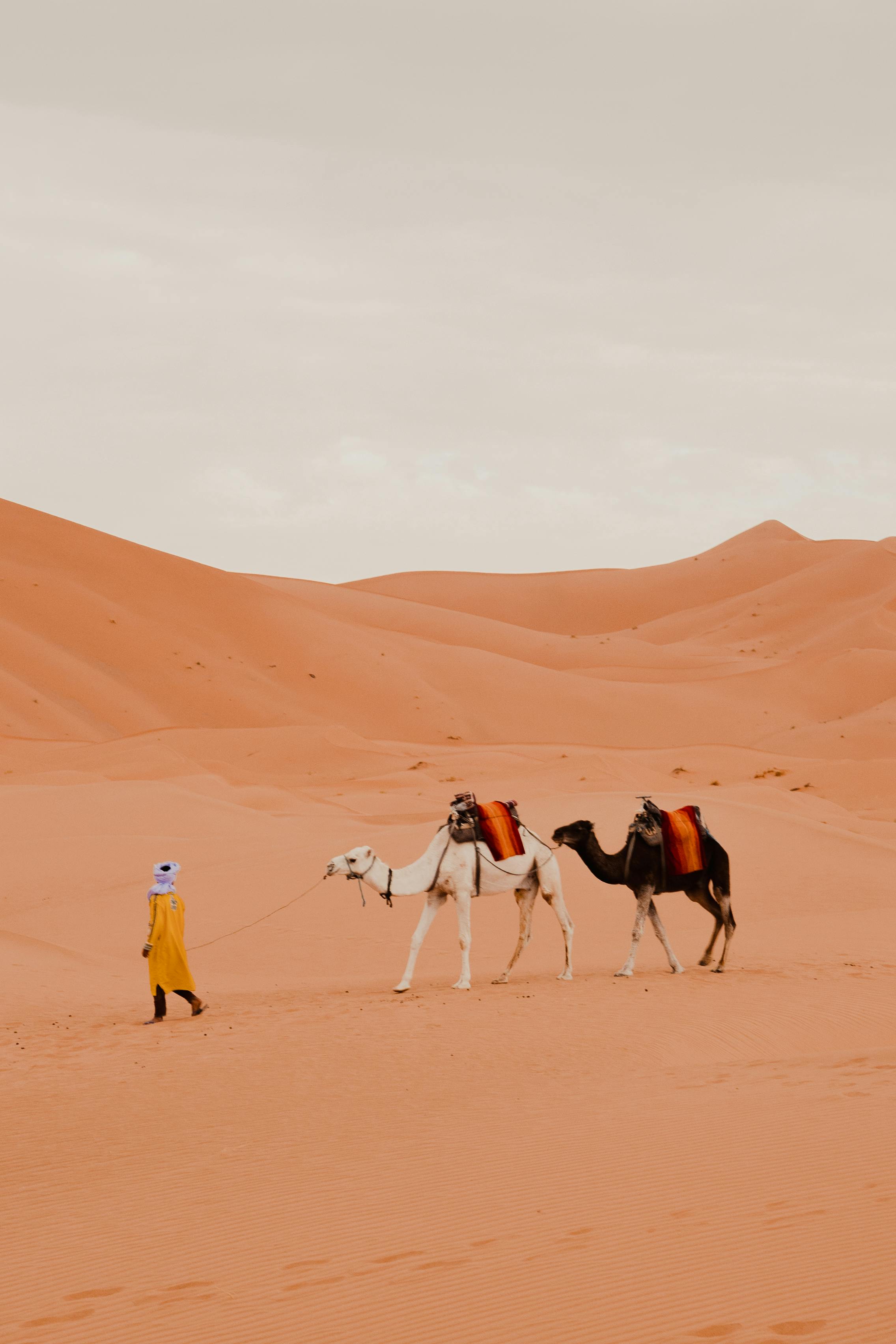 A traditional scene of a man guiding camels across the vast desert sand dunes.