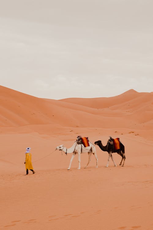 Foto profissional grátis de areia, beduíno, camelos