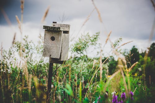 Selektiver Fokus Fotografie Des Grauen Hölzernen Sockel Vogelhauses