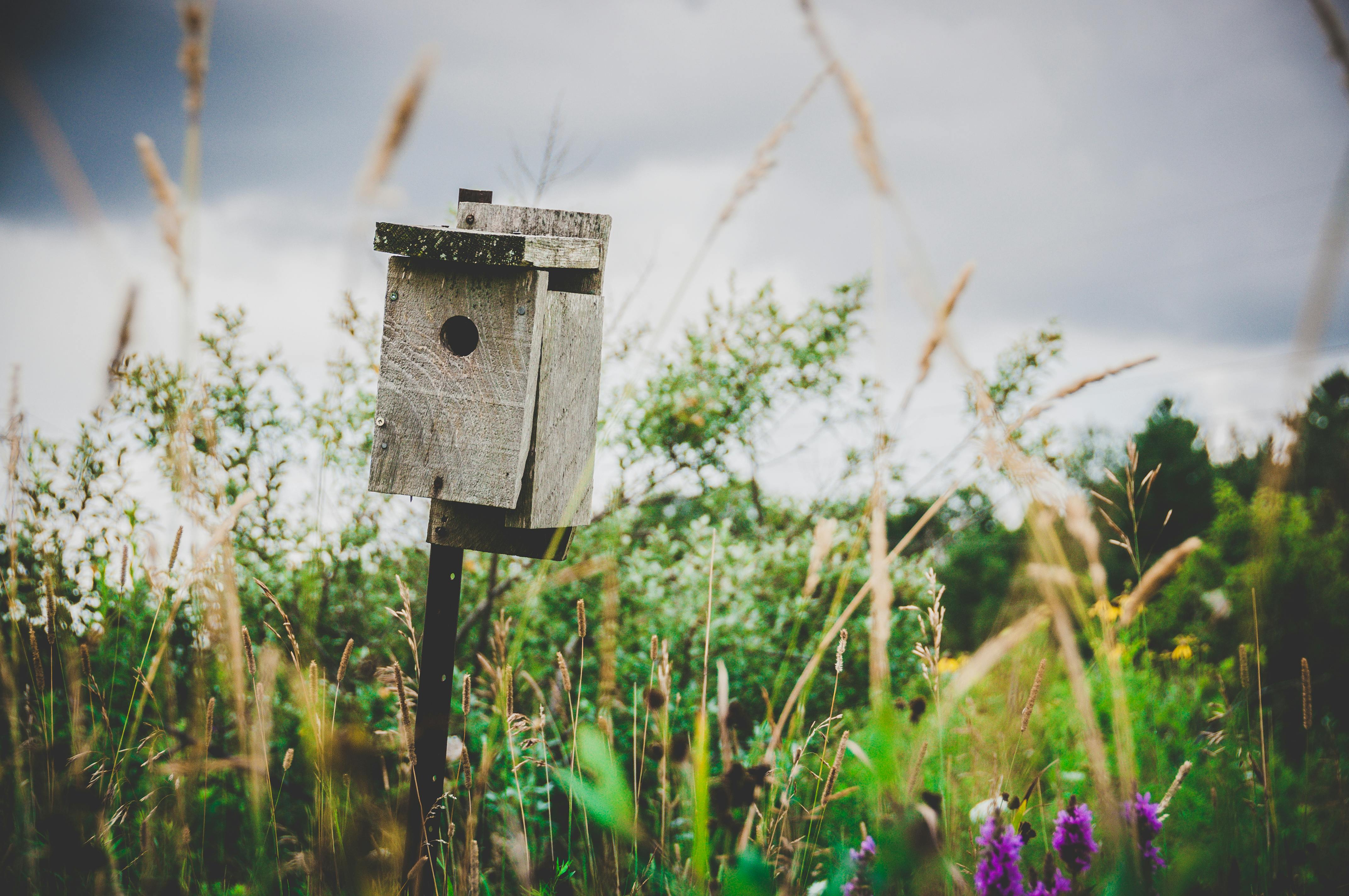 Selective Focus Photography of Gray Wooden Pedestal Birdhouse · Free ...