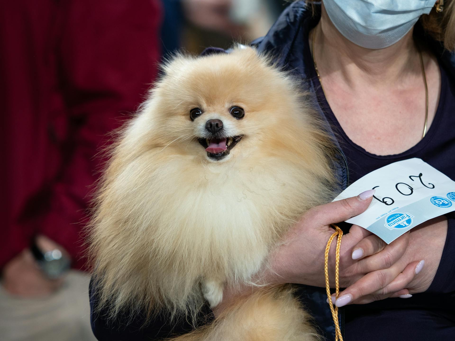 Woman Holding a Pomeranian Dog