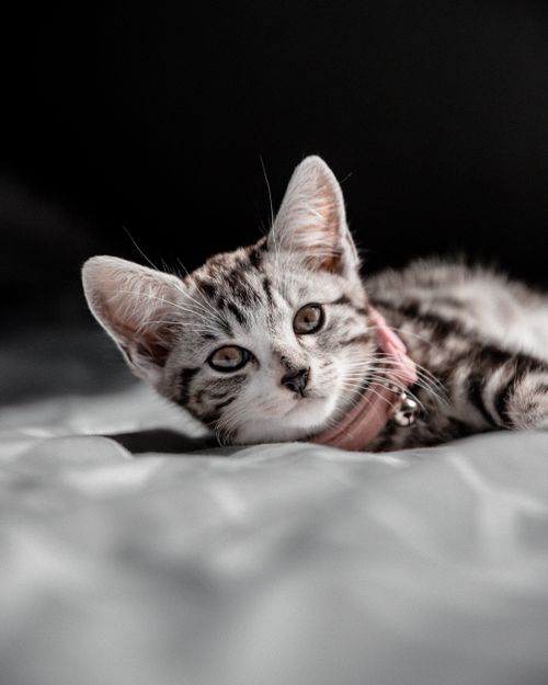 Free Cute tabby kitten with a collar lying on a bed, staring intensely. Perfect for pet lovers. Stock Photo