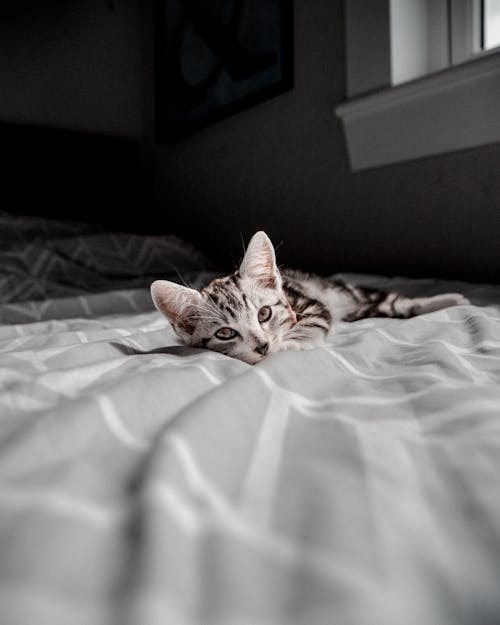 Free Kitten Lying on the Bed Stock Photo