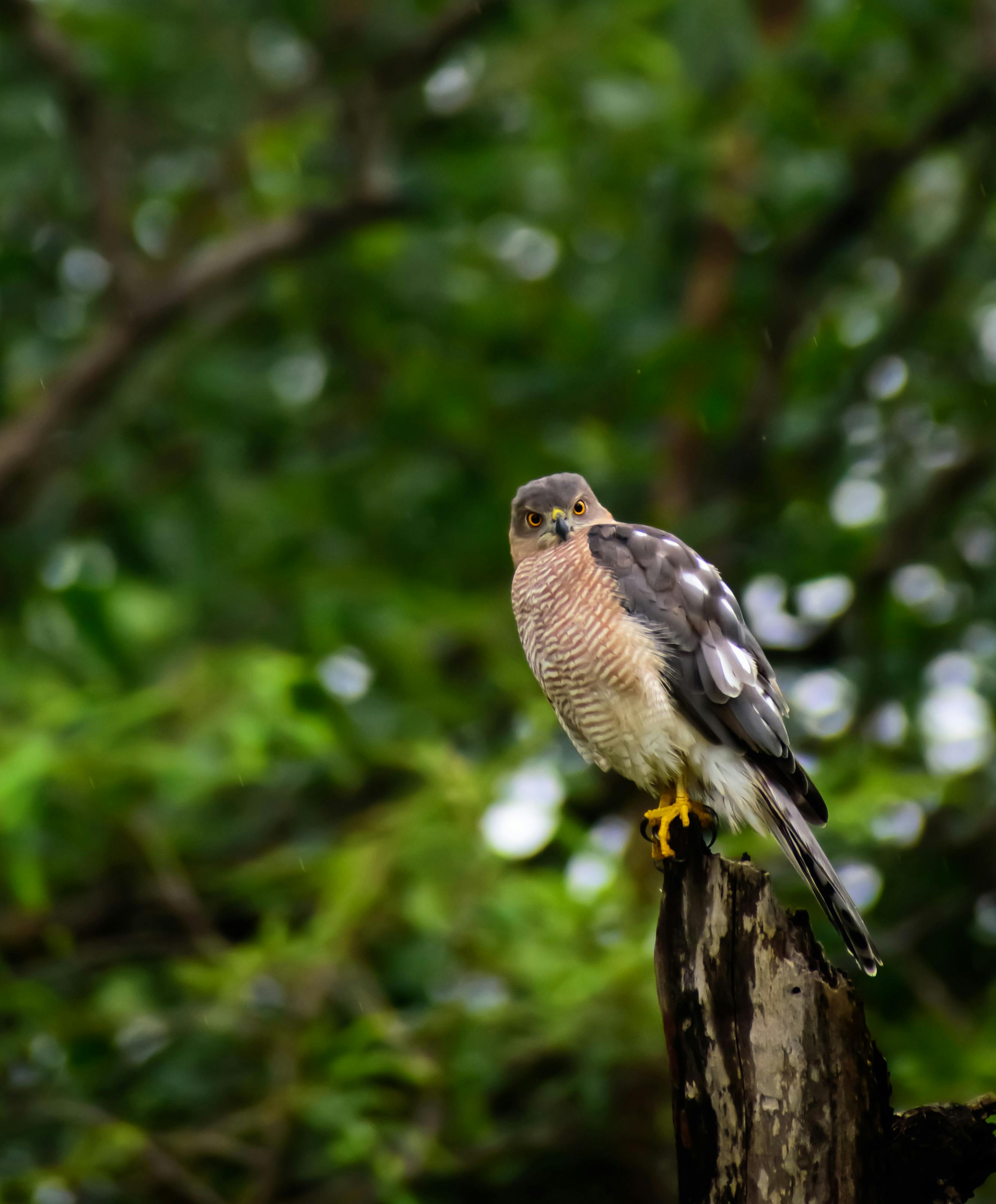 Shikra Photos, Download The BEST Free Shikra Stock Photos & HD Images