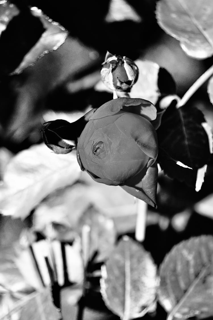 Grayscale Photo Of A Rose