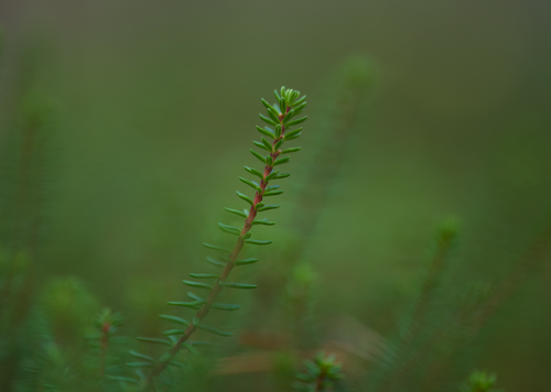Free A detailed close-up of a lush green crowberry plant, highlighting its vivid foliage. Stock Photo