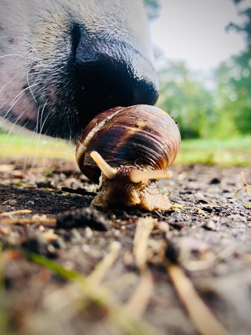 snail and dog