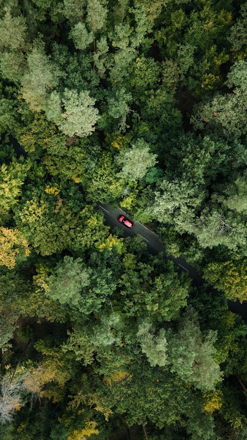 Drone Shot of a Car on an Asphalt Road Through a Green Forest 
