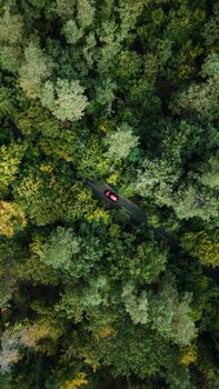 Top-down view of a red car driving through a dense green forest, showcasing nature's beauty from above.