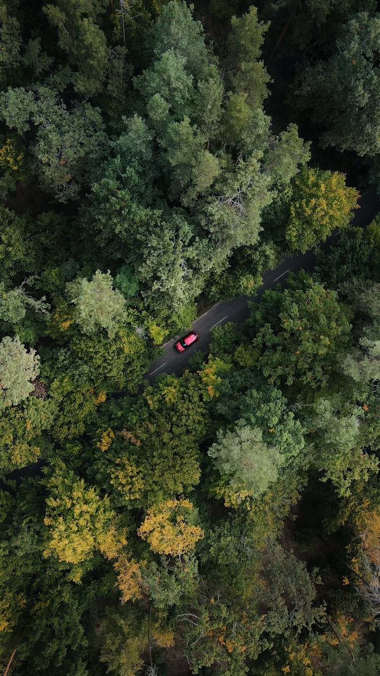 Drone Shot Of A Car On An Asphalt Road Through A Green Forest 