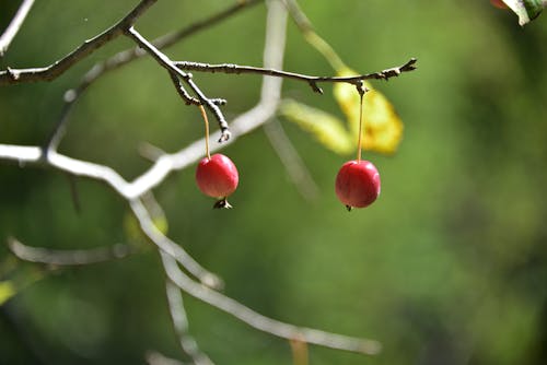 Branch with Growing Fruits