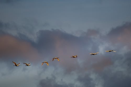 Flock of Birds Flying Under Cloudy Sky