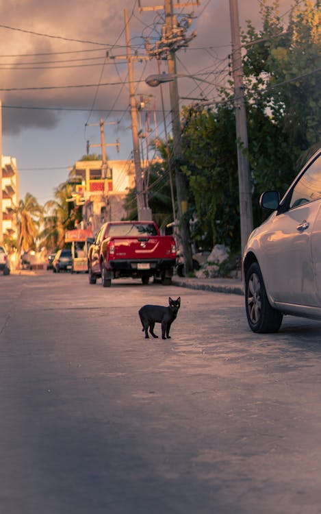 Gratis arkivbilde med daggry, gata katt, katt