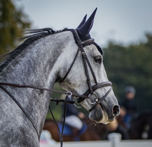 Free Close-up of a gray horse with bridle at an outdoor equestrian event. Stock Photo