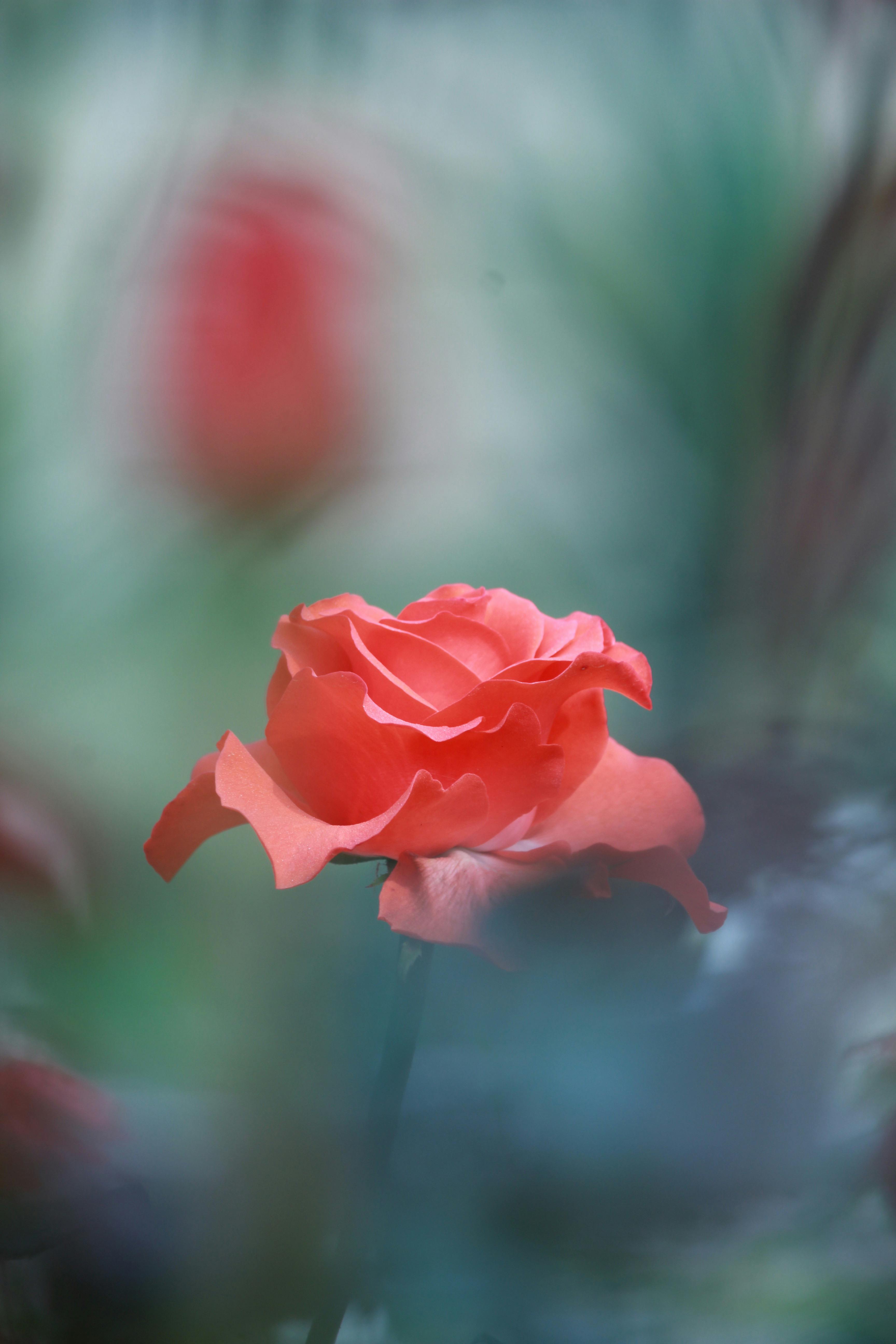A Rose in Bloom · Free Stock Photo