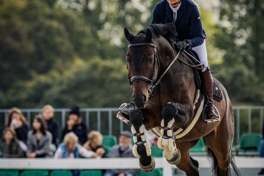 The Essential Gear Guide for Working Equitation Beginners
