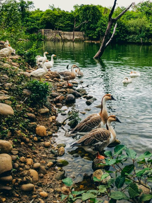 Free A tranquil lakeside view featuring ducks and geese at the water's edge in a natural habitat in Jammu. Stock Photo