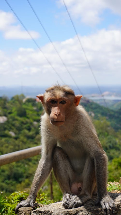 A Close-Up Shot of a Monkey on a Rock