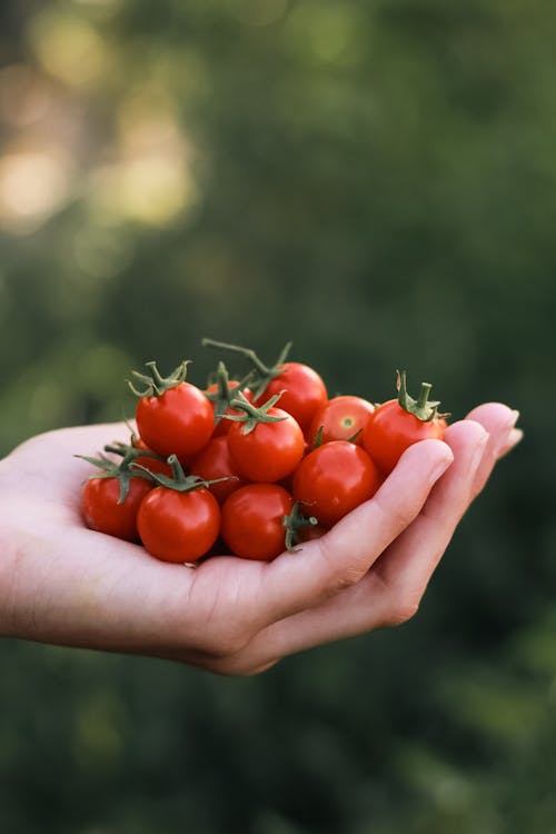 Základová fotografie zdarma na téma cherry rajčata, detail, držení