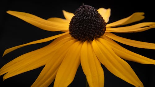 Coneflower