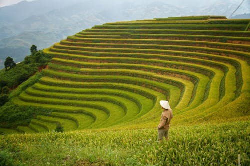 Photos gratuites de agriculteur, campagne, chapeau conique