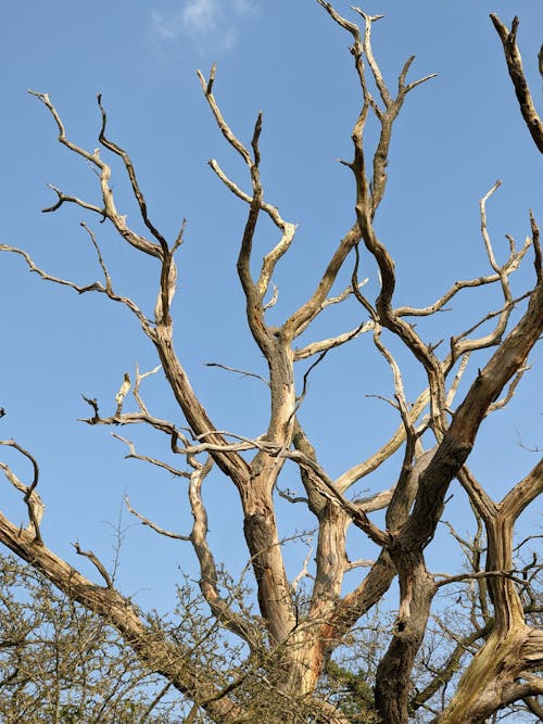 Kostnadsfri bild av blå himmel, bladlösa, flora