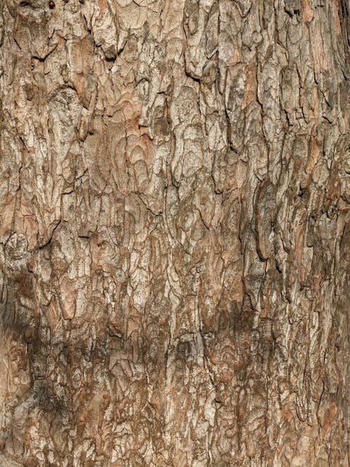 Close-Up Photo of Brown Tree Bark