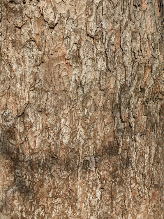 Close-Up Photo of Brown Tree Bark