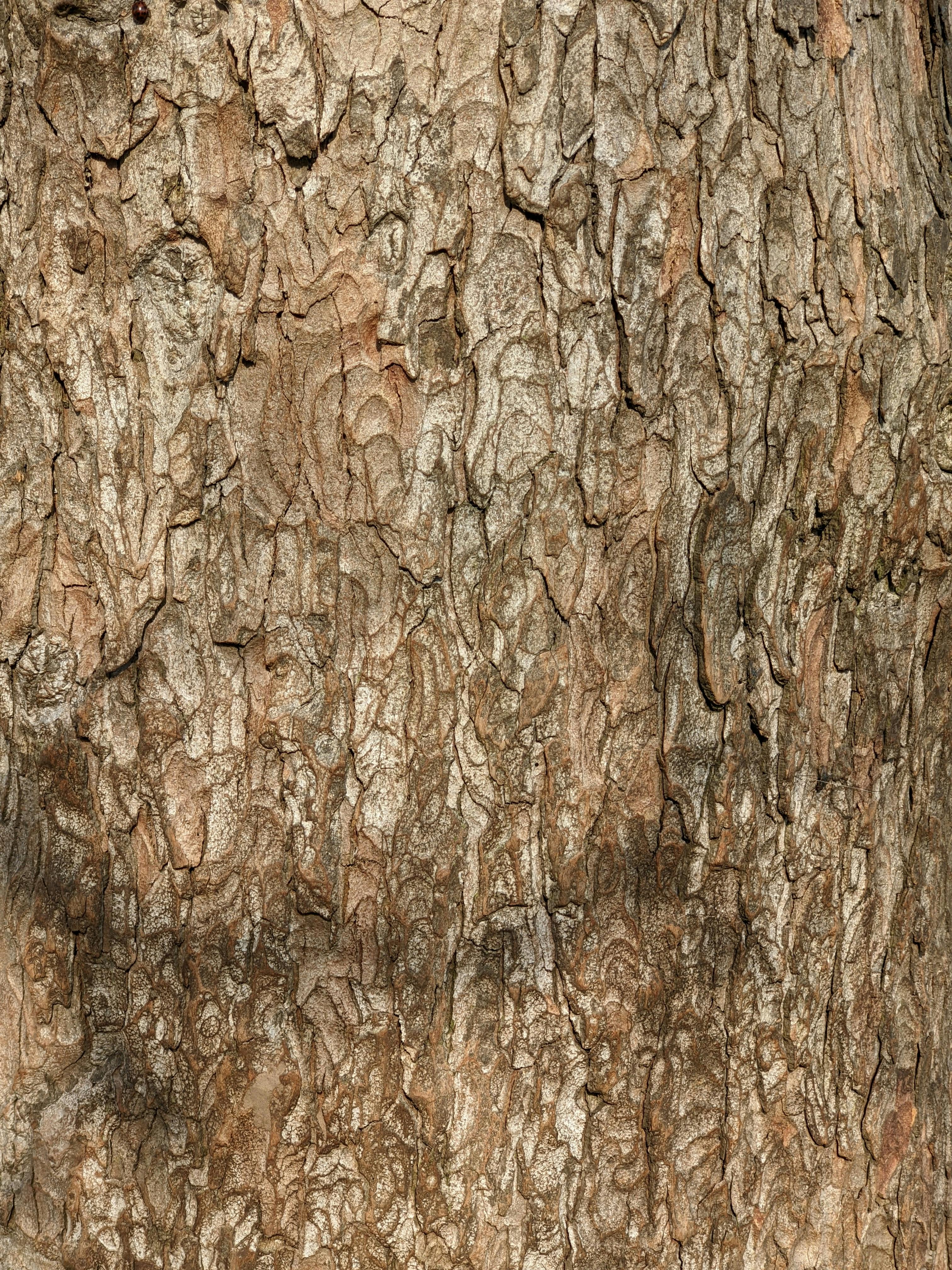 Bluetooth Speaker Hanging on Tree Trunk · Free Stock Photo