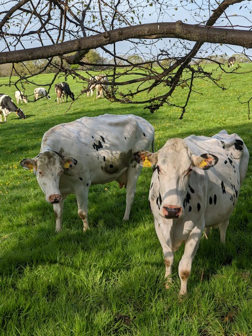 Δωρεάν στοκ φωτογραφιών με αγελάδες, βόδια, γήπεδο