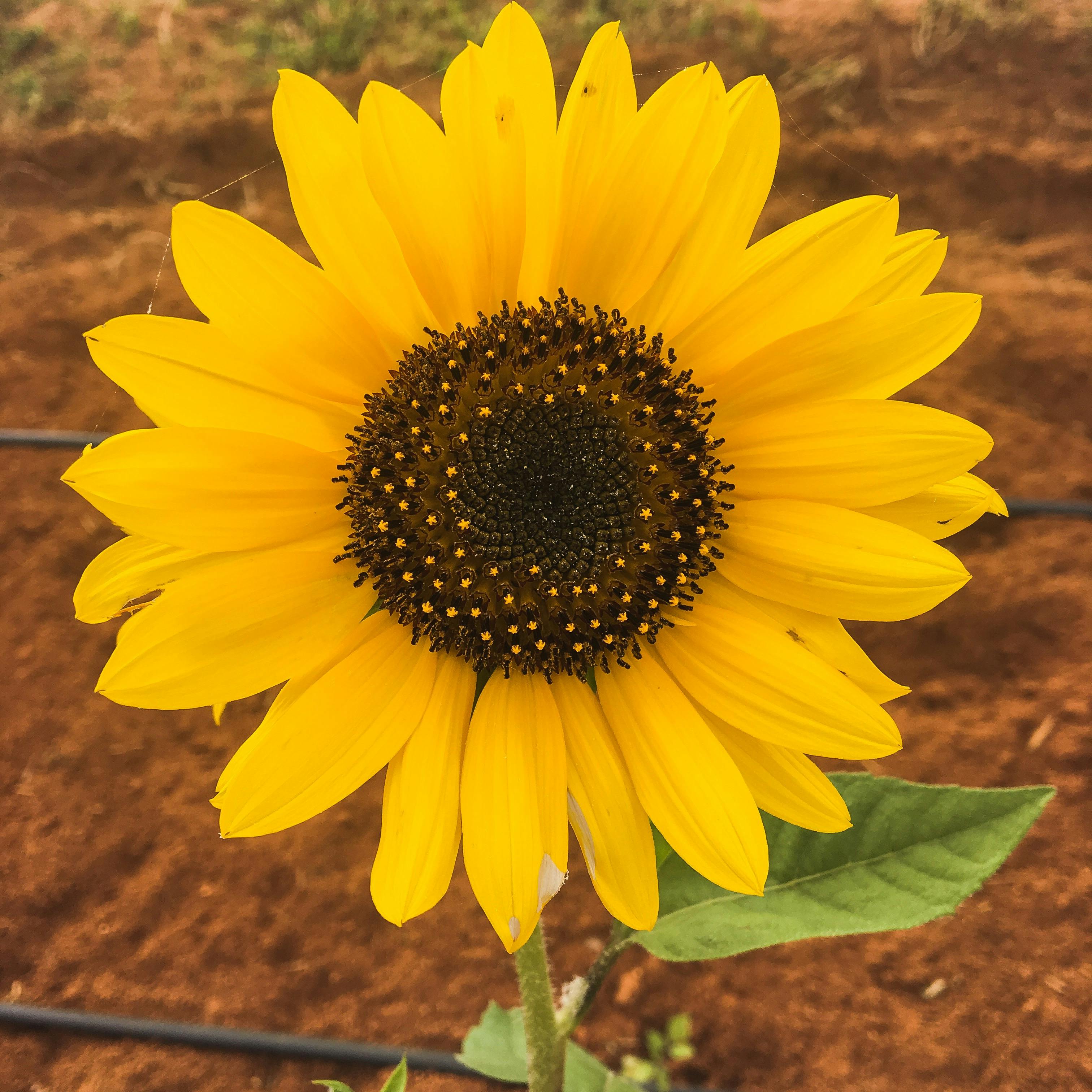 Gambar Bunga Matahari Kuning - Gambar Bunga