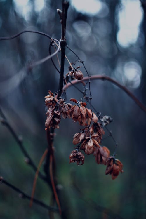 Close-up of Dry Flowers on a Branch 