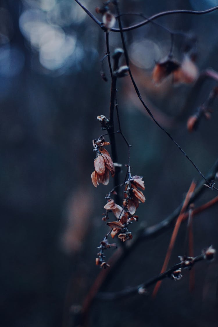 Close-up Of Dry Flowers On A Branch 