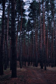 Vertical shot of a tranquil path through a dense pine forest, capturing the essence of nature.