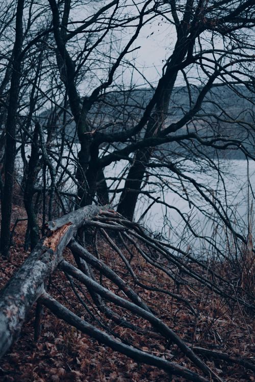Free A serene autumn landscape with bare branches and a fallen tree by the lake. Stock Photo