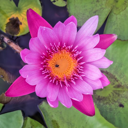 Free stock photo of color, green, waterlily