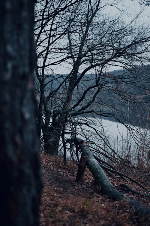 Fotobanka s bezplatnými fotkami na tému breh rieky, jeseň, neúroda