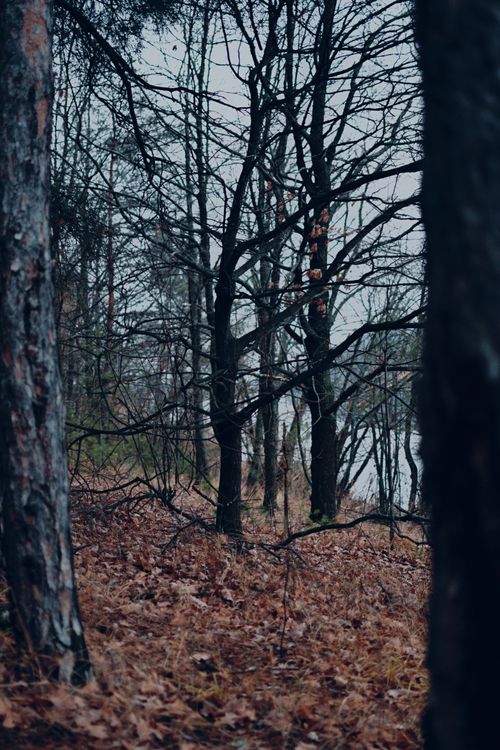 Free A tranquil autumn forest scene featuring bare trees and fallen leaves, capturing the essence of the season. Stock Photo