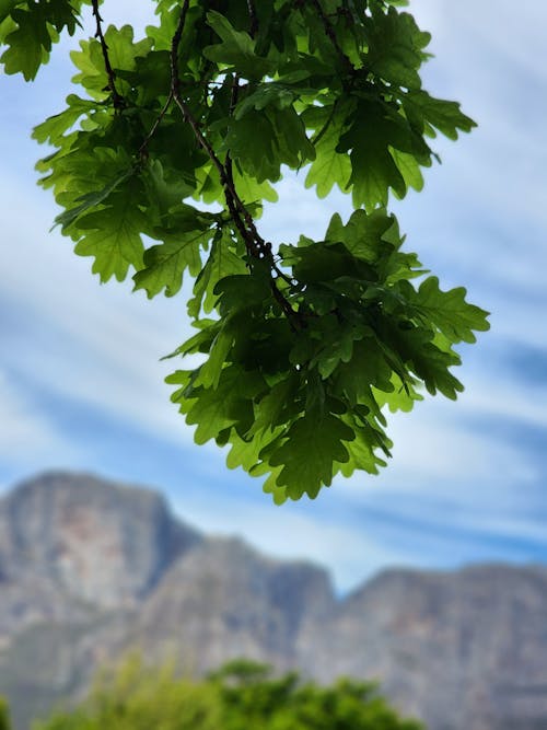 A Close-Up Shot of English Oak Leaves