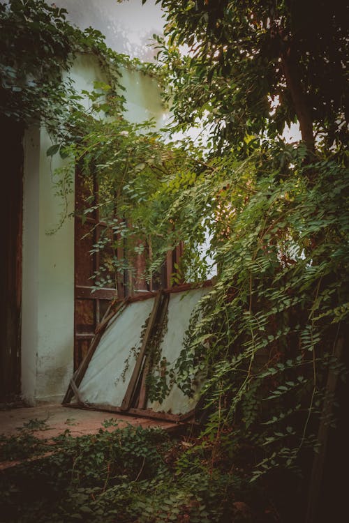 Climbing Plants Near Concrete House