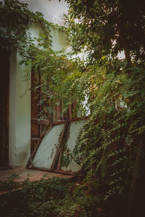 Free Rustic doorway enshrouded by lush climbing plants and vines creating a serene, organic ambiance. Stock Photo