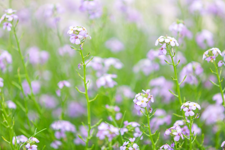Wildflower in Bloom: Bootcamp 2 Lush green meadow filled with beautiful blooming purple flowers capturing the essence of spring. | BocaVibe