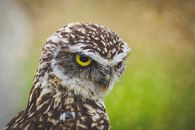 Selective-focus Photography of Brown Owl