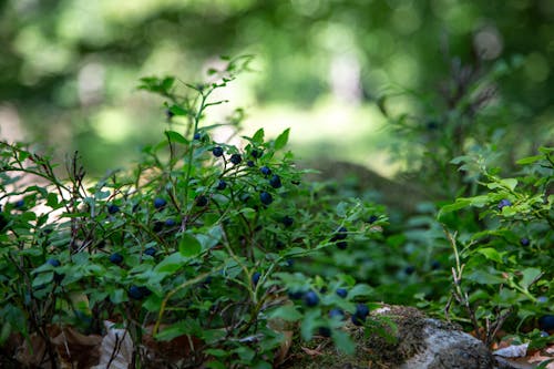 Gratis lagerfoto af blueberry, shallow depth of field