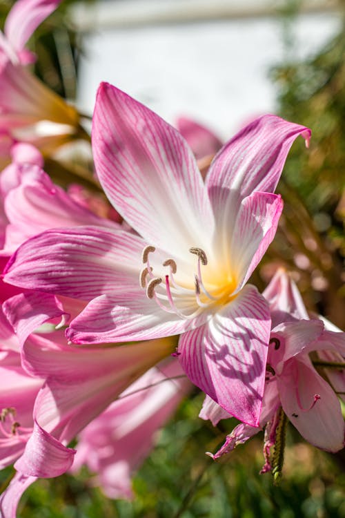 Beautiful Pink Lily Flower in Close-up Photography